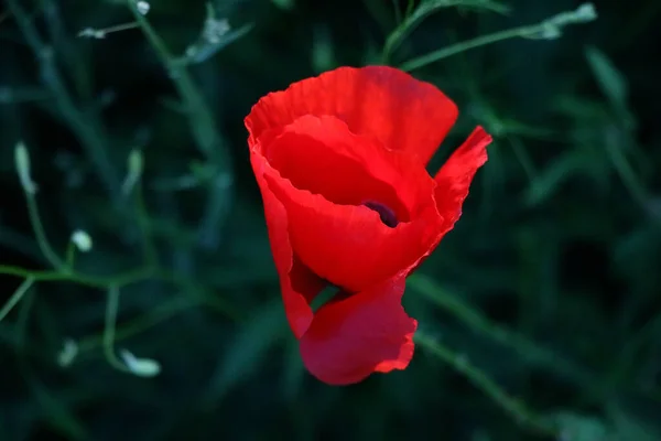 背景色にポピーの花を咲かせます。自然. — ストック写真