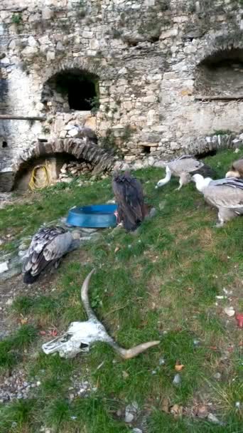 Palestre Avvoltoio Ruppell Avvoltoio Lappet Faced Mangiare Gruppo Sulla Carcassa — Video Stock