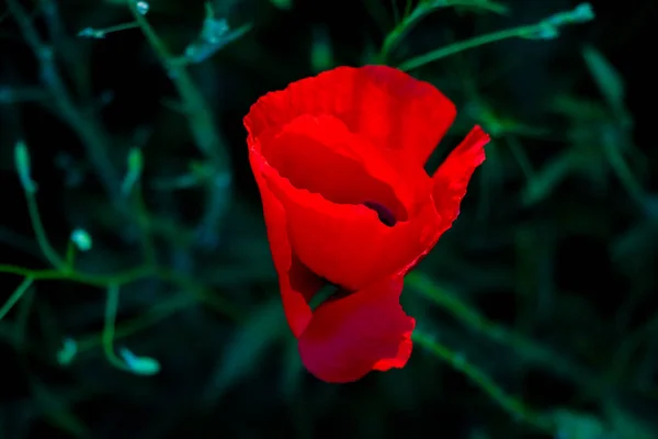 Campo de Milho Poppy Flores Papaver Rhoeas na primavera. — Fotografia de Stock