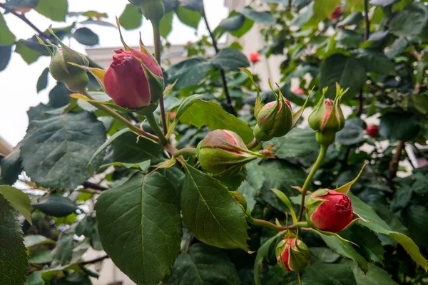 Belles roses dans le jardin, roses pour la Saint Valentin. — Photo