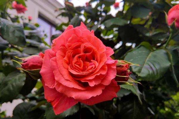 Fleur de rose rouge fleurissant dans le jardin de roses sur fond fleurs de roses rouges. — Photo