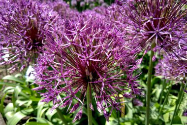 Güzel mor çiçekler Allium giganteum, çeşitleri Globemaster.