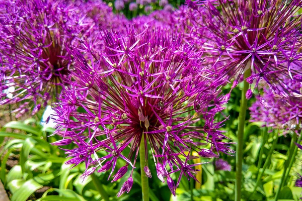Allium Giganteum çiçek açıyor. Birkaç tomurcuk açan Allium çiçekleri.