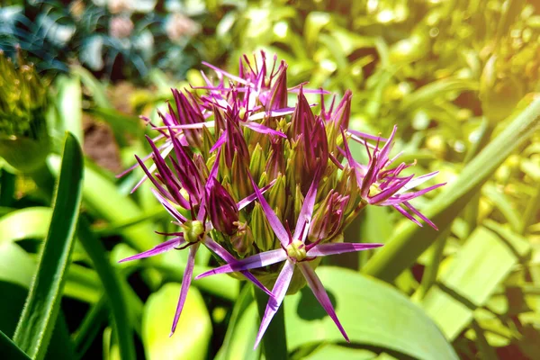 Красивые фиолетовые цветы Allium giganteum, культиватор Globemaster . — стоковое фото