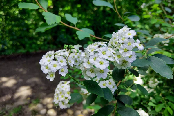 A Guelder rose Viburnum opulus, floreciendo en un jardín . — Foto de Stock