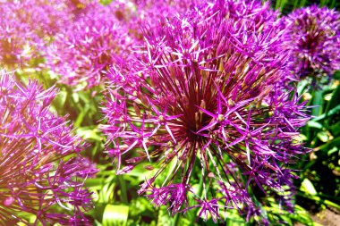 Allium yakın çiçek açıyor. Çiçek açan allium çiçek topu. Bahçe teması için güzel alliums. Botanik kavramı. Menekşe çiçek muhteşem çiçek. Bahçe ve dikim tesisleri.
