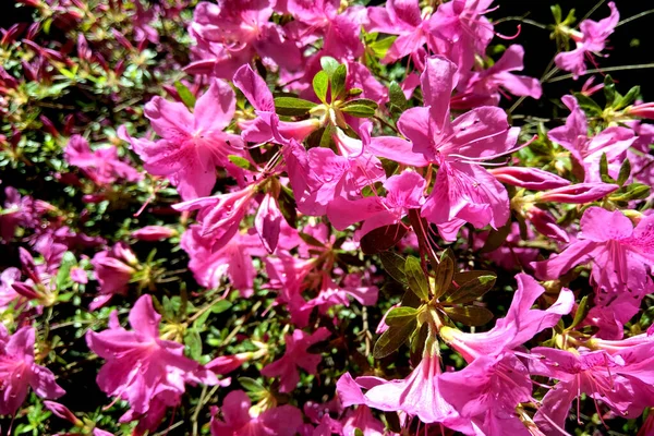 Mirabilis jalapa, il miracolo del Perù o un fiore di quattro ore, è la specie ornamentale più comune della pianta Mirabilis ed è disponibile in vari colori. . — Foto Stock