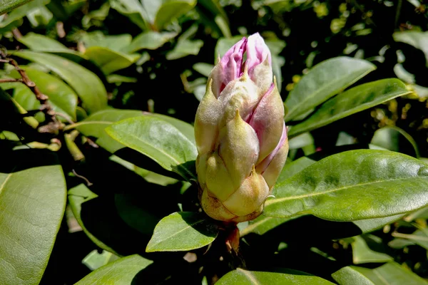 Flor de primavera em uma árvore de magnólia contra o fundo do jardim. Natureza — Fotografia de Stock