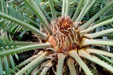 Japon Sago palmiye ağacının yeşil yaprakları Cycas revoluta the greliage cycad palmiye bitkisi.