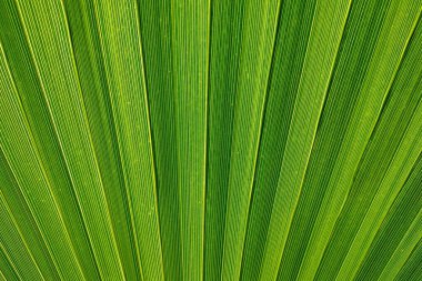 Dekoratif palmiye yapraklarının yakın plan, yeşil arka plan, desen.
