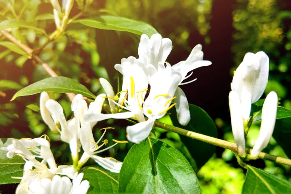 Białe kwiaty Lonicera japonica Caprifolium perfoliate wiciokrzew na rozmazanym zielonym tle, zbliżenie, makro — Zdjęcie stockowe