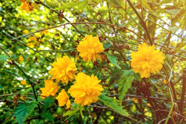 Yeşil yapraklardan oluşan arka planda güzel sarı krizler.