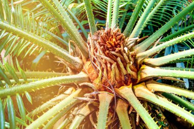 Japon Sago palmiye ağacının yeşil yaprakları Cycas revoluta the greliage cycad palmiye bitkisi.