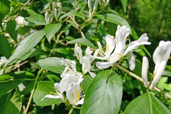 Λευκά λουλούδια Lonicera japonica Caprifolium perfoliate honeysuckle σε θολή πράσινο φόντο, κοντινό πλάνο, μακροεντολή. — Φωτογραφία Αρχείου