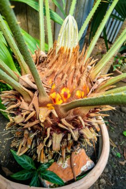 Yeşil Monstera doku için arka plan - üstten görünüm - koyu tonda bırakır..