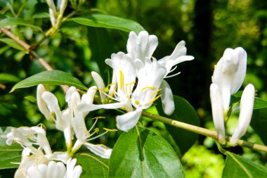 Japon hanımeli çiçekleri Lonicera japonica, doğa, bahar.