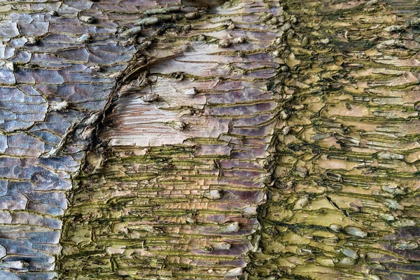 Close-up da casca de um pinheiro, natureza . — Fotografia de Stock