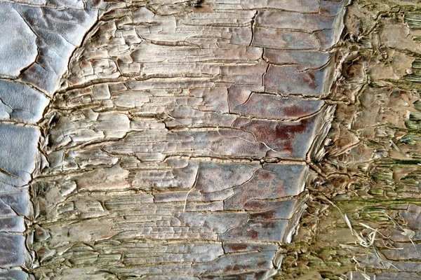 Close-up of an pine tree's bark, nature. — Stock Photo, Image