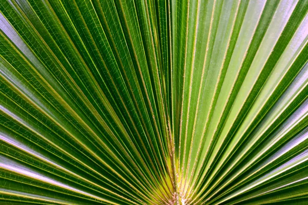 Abstract image of green palm leaf for background. — Stock Photo, Image