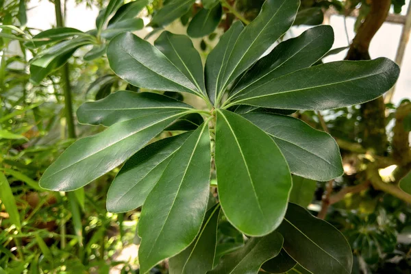 Plumeria obtusa, the Singapore graveyard flower, is a species of the genus Plumeria. — 스톡 사진