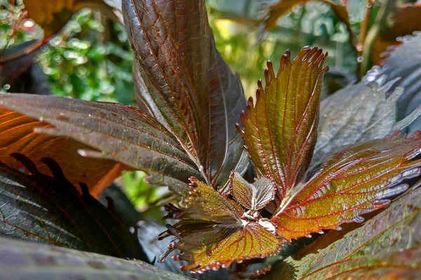 Schöne dunkle Blätter einer Zimmerpflanze, selektiver Fokus. — Stockfoto