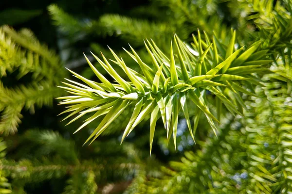 Parana pine. Araucaria angustifolia is a species in the conifer genus Araucaria. — Stock Photo, Image