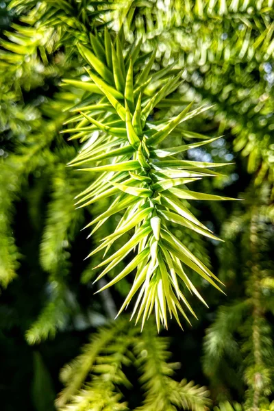 Větev Araucaria araucana, Opice puzzle strom, Opice ocas strom, nebo chilské borovice. — Stock fotografie