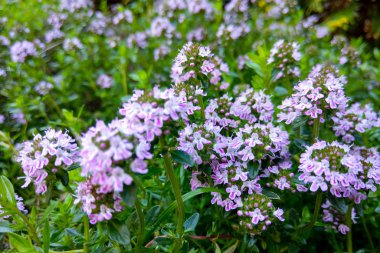 Geniş yapraklı bir makro fotoğraf veya limonlu kekik, Thymus puleoides..