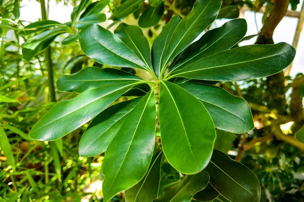 Mooie Plumeria voor achtergrond of gebruikt voor diverse. — Stockfoto