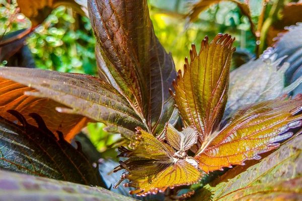 Schöne dunkle Blätter einer Zimmerpflanze, selektiver Fokus. — Stockfoto
