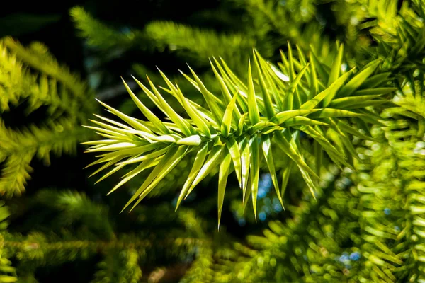 Close-up de ramos verdes de uma árvore Araucaria . — Fotografia de Stock