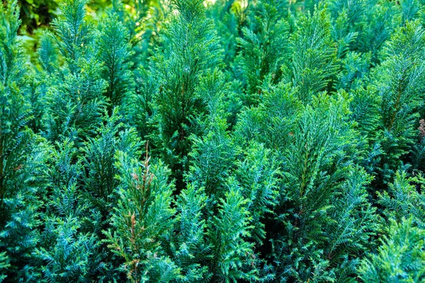 Sürünen ardıç veya Juniperus yatay moench yeşil yapraklar desen, yaprak bulanıklığı, doğa arka plan.