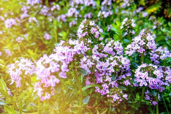 Thymus pulegioides with lilac pink flowers. Nature — ストック写真