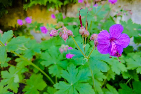 Pequenas flores roxas de gerânio selvagem escondido na grama verde . — Fotografia de Stock