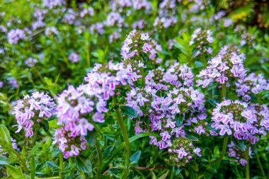 Geniş yapraklı kekik, limonlu kekik. Thymus Pulegioides. Doğa