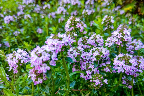 Breitblättriger Thymian, Zitronenthymian. Thymus pulegioides. Natur — Stockfoto