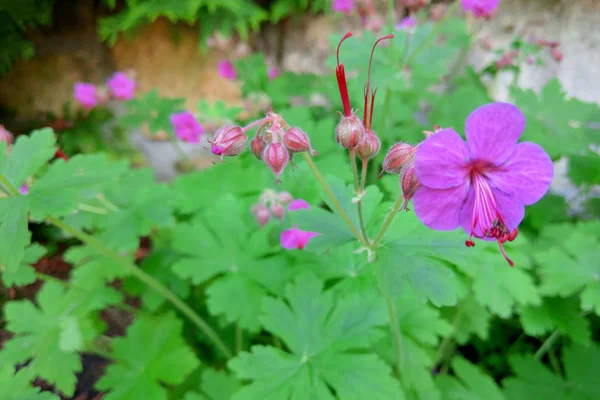 Gerânios cor-de-rosa bicolor no jardim da casa . — Fotografia de Stock