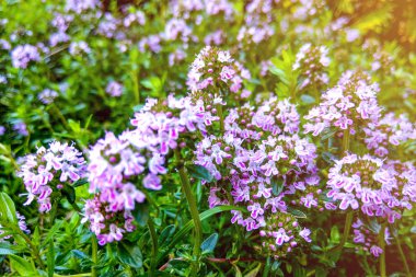 Geniş yapraklı kekik, limonlu kekik. Thymus Pulegioides. Doğa