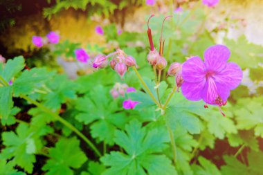 Leylak mor çiçekli yabani sardunya bitkisi.