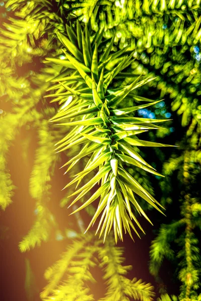 Macro closeup of a beautiful green geometrical rose-like monkey tree Araucaria araucana branch against green garden background. — Stock Photo, Image