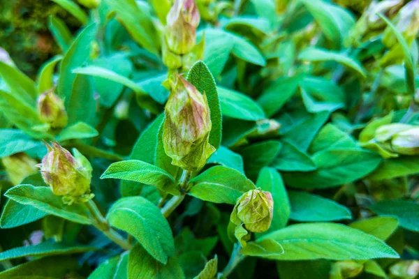 Salvia officinalis jest dużym rodzaju wieloletnich roślin zielnych i krzewów. — Zdjęcie stockowe