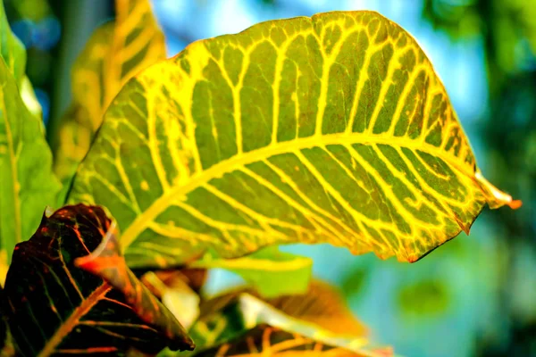 Close-up of colorful leaves of flowers, background. — Stock Photo, Image