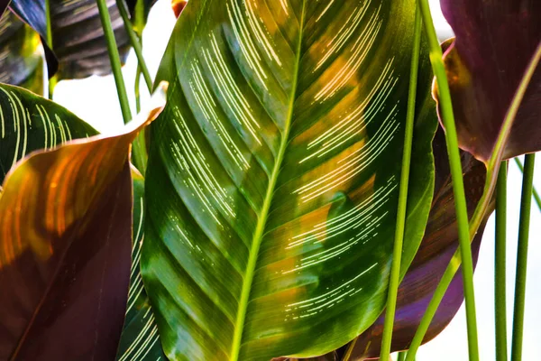 Anthurium avec fond de feuilles vertes. Gros plan des feuilles . — Photo