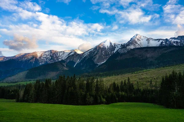 Paisagem de prado verde coberto com grama fresca nas montanhas de verão. clareira floresta no alto das montanhas em um dia nublado . — Fotografia de Stock