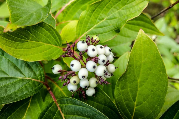 Amora indigo branca, Randia aculeata no jardim . — Fotografia de Stock