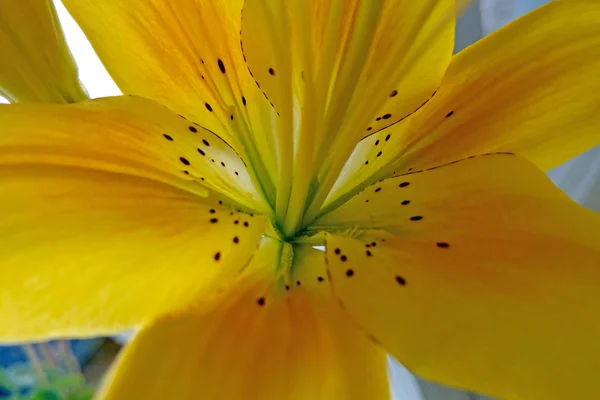 Bella giglio tigre giallo nella luce posteriore . — Foto Stock