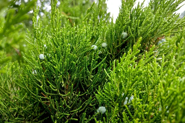 Tömjén, cédrus fa Calocedrus decurrens ága közelről. — Stock Fotó