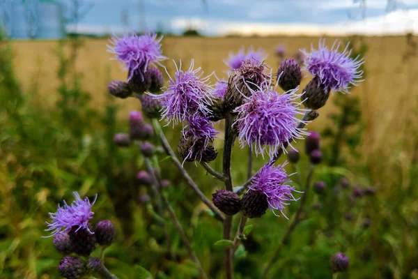 Cirsium vulgare, speer distel, korte leefde distel plant met wervelkolom getipt gevleugelde stengels en bladeren, roze paarse bloemhoofden. — Stockfoto