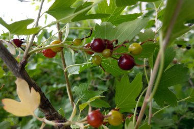 Olgun kırmızı üzümler çalılardan sarkıyor hasat için hazır.