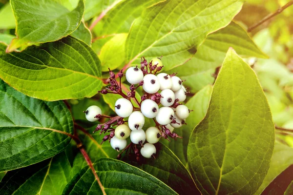 白色的蓝莓，花园中的兰迪雅奇奇塔. — 图库照片